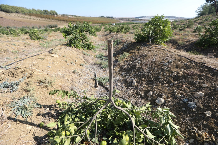 Mersin'de bir arazideki 600 limon ağacına zarar verildi