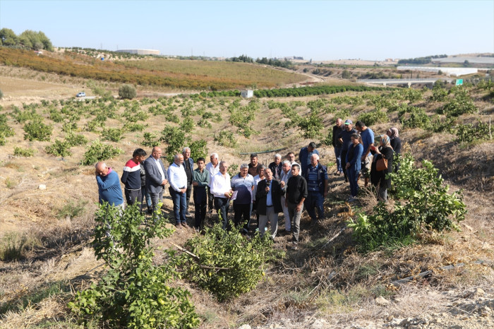 Mersin'de bir arazideki 600 limon ağacına zarar verildi
