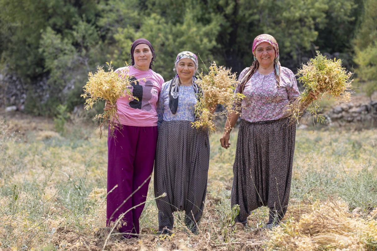  Atalık nohut desteği G&uuml;lnar&rsquo;da hasada d&ouml;n&uuml;şt&uuml;