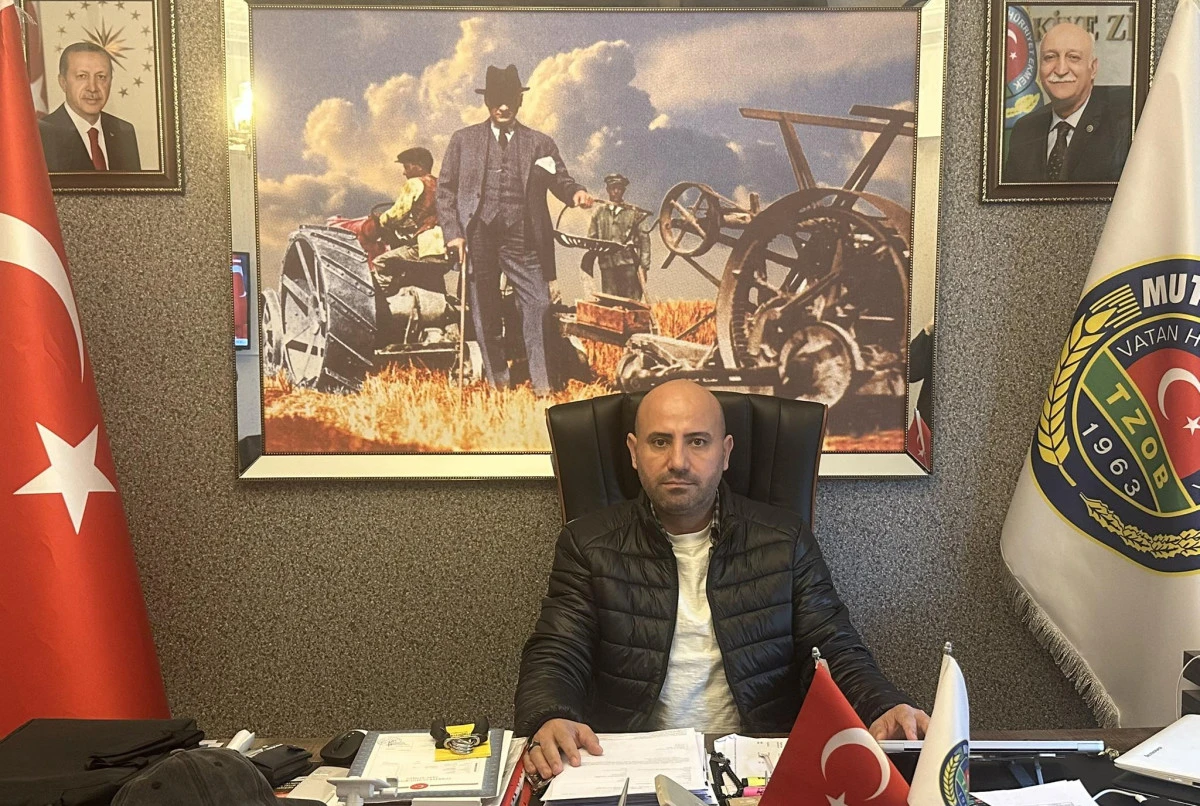 Mersin kayısı &uuml;retiminde zirveye &ccedil;ıktı, g&ouml;zler Mut&rsquo;a &ccedil;evrildi