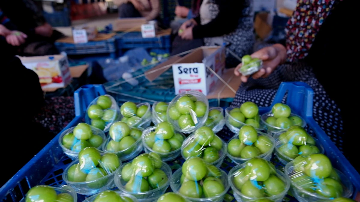 Mersin Mut G&ouml;ksu&rsquo;da &Ouml;rt&uuml; Altı Yeşil Can Eriği Hasadı Başladı