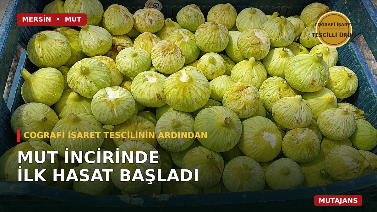 Mersinde Coğrafi işaret tescilinin ardından Mut incirinde ilk hasat başladı