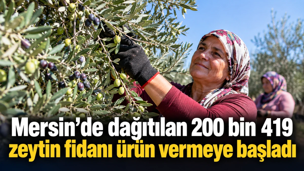 Mersin&rsquo;de dağıtılan 200 bin 419 zeytin fidanı &uuml;r&uuml;n vermeye başladı