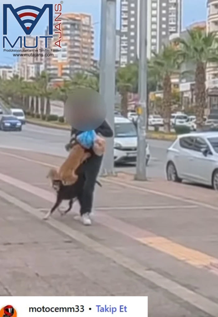 Mersin&rsquo;de pitpull cinsi k&ouml;pek s&uuml;s k&ouml;peğine saldırdı