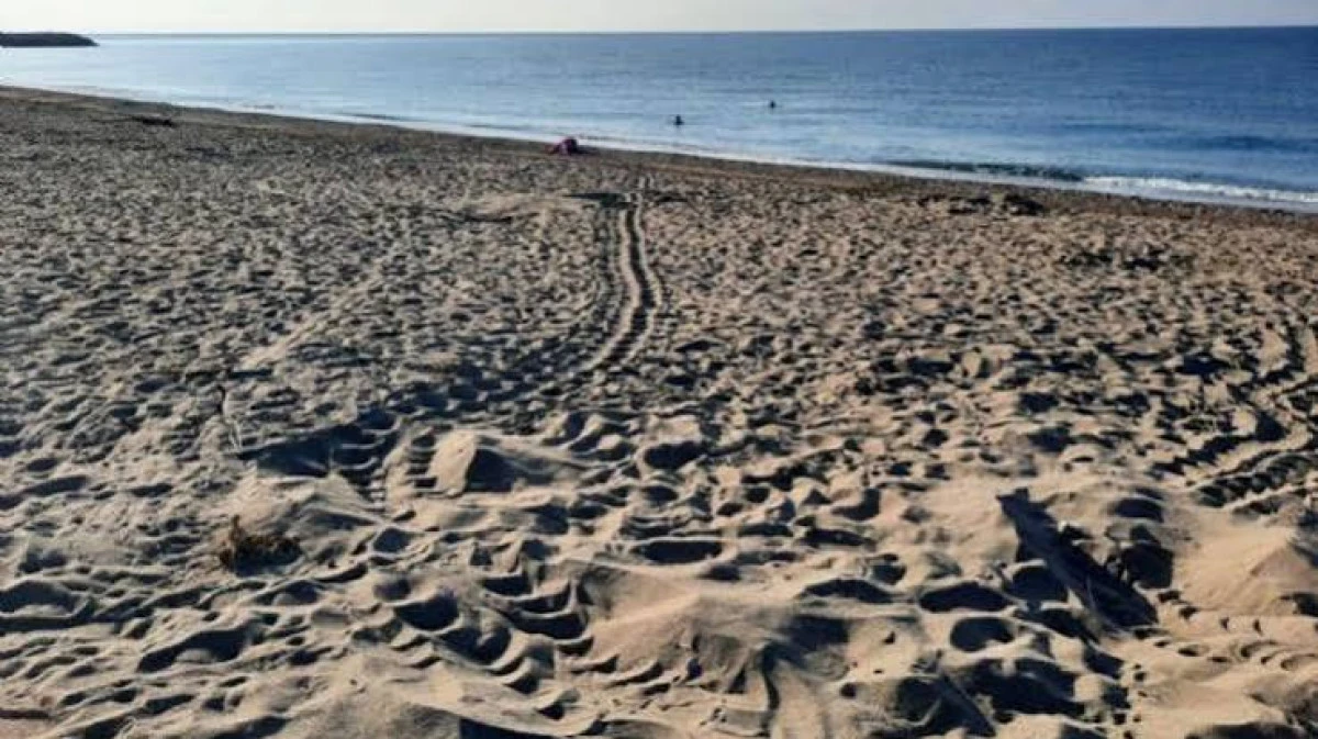 Mersin&rsquo;in Anamur il&ccedil;esinde &ouml;ğrencilerden deniz kaplumbağalarını koruma &ccedil;alışması