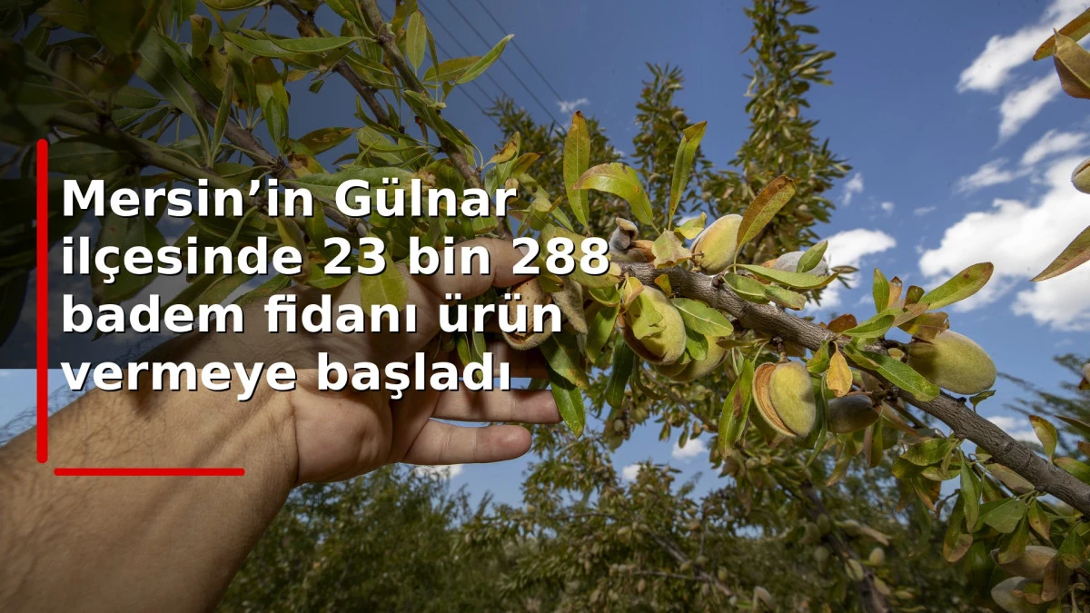 Mersin&rsquo;in G&uuml;lnar il&ccedil;esinde 23 bin 288 badem fidanı &uuml;r&uuml;n vermeye başladı