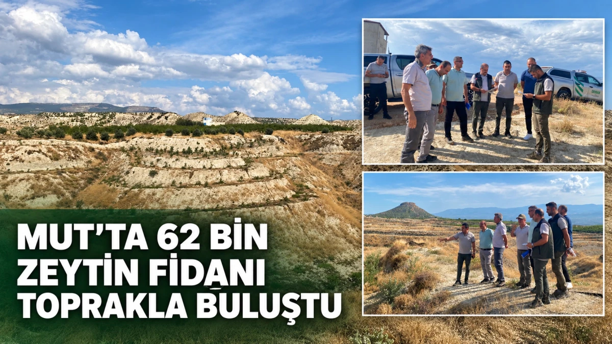 Mersin&rsquo;in Mut il&ccedil;esinde 62 bin zeytin fidanı toprakla buluşturuldu