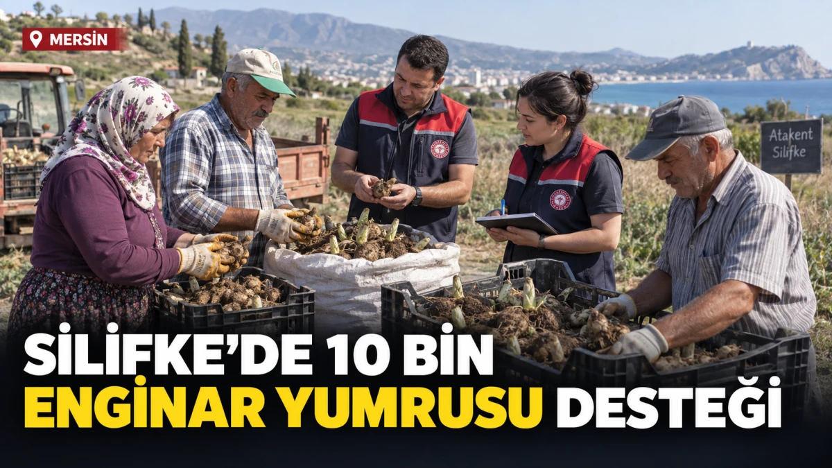 Mersin&rsquo;in Silifke il&ccedil;esinde 10 &uuml;reticiye 10 bin enginar yumrusu desteği