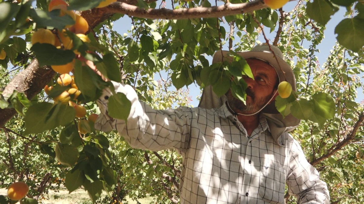Mersin'in tescilli Mut kayısısında hasat mesaisi s&uuml;r&uuml;yor
