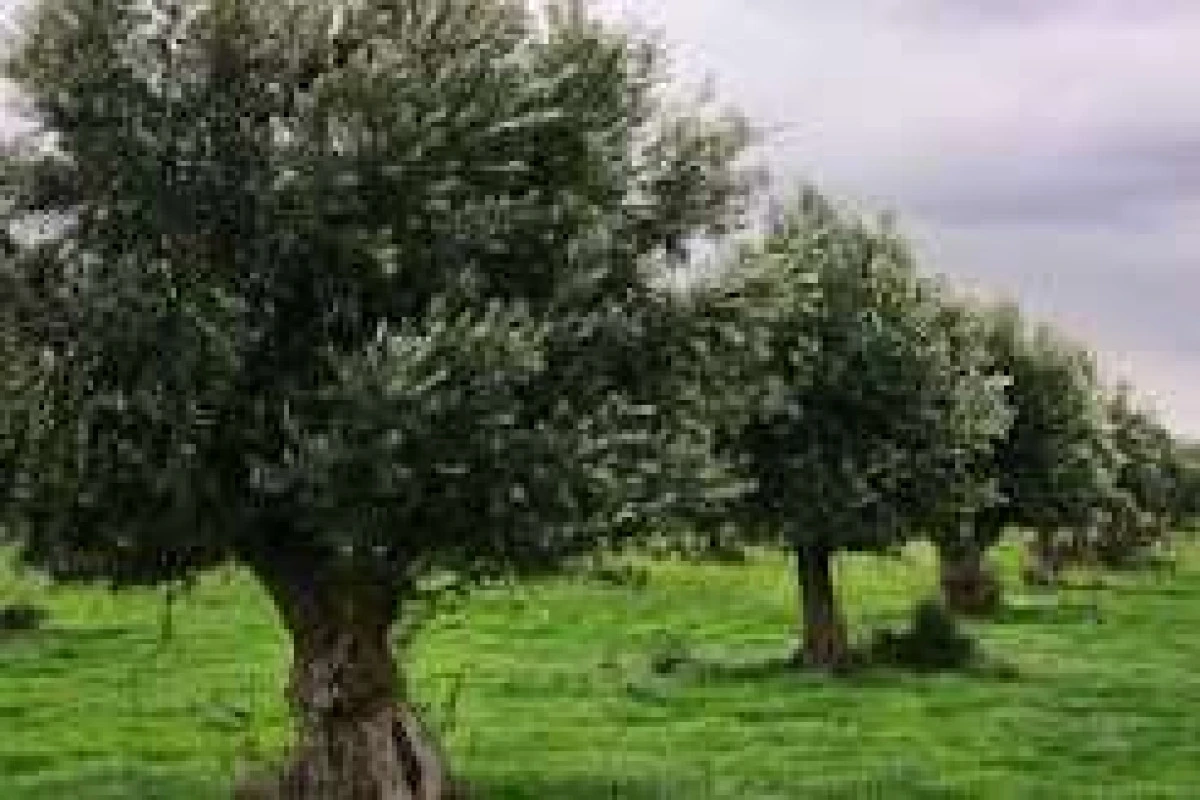 Zeytin ve zeytinyağında katma değerli ihracat &ccedil;ağrısı